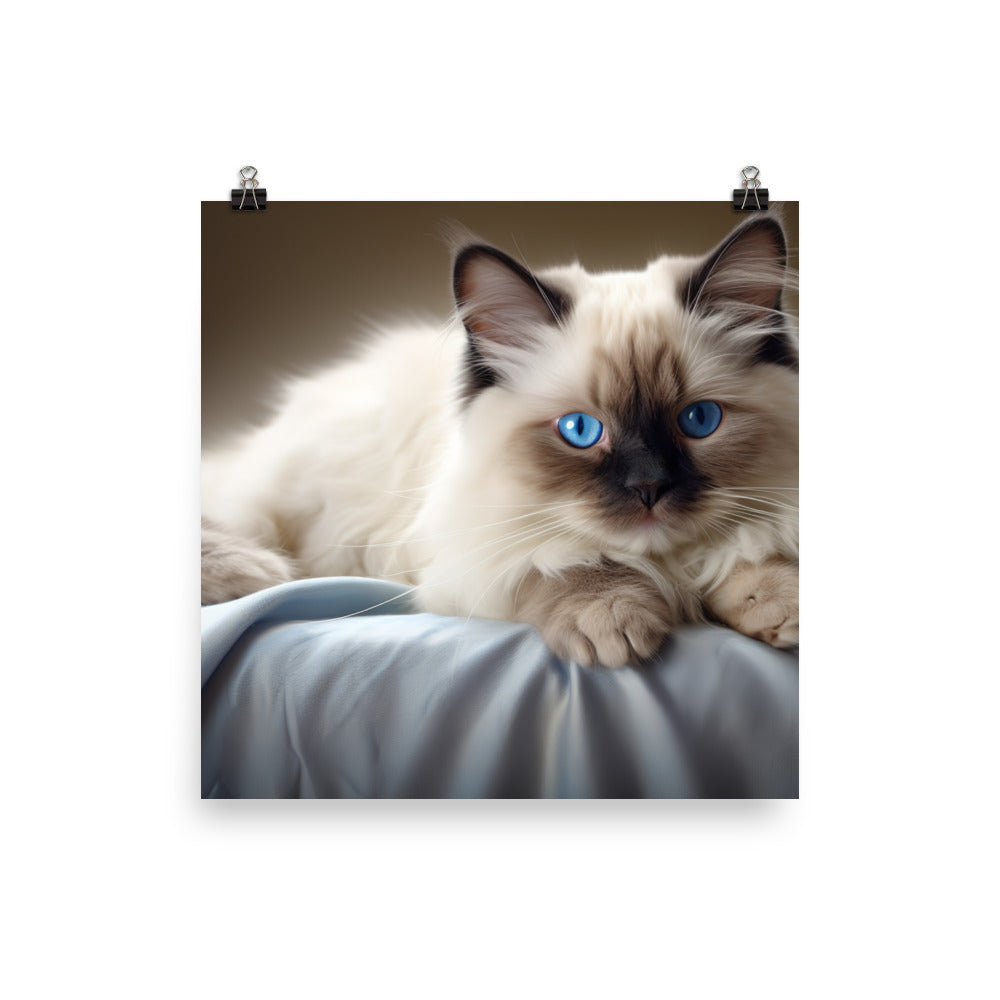 Birman Photo paper poster - PosterfyAI.com
