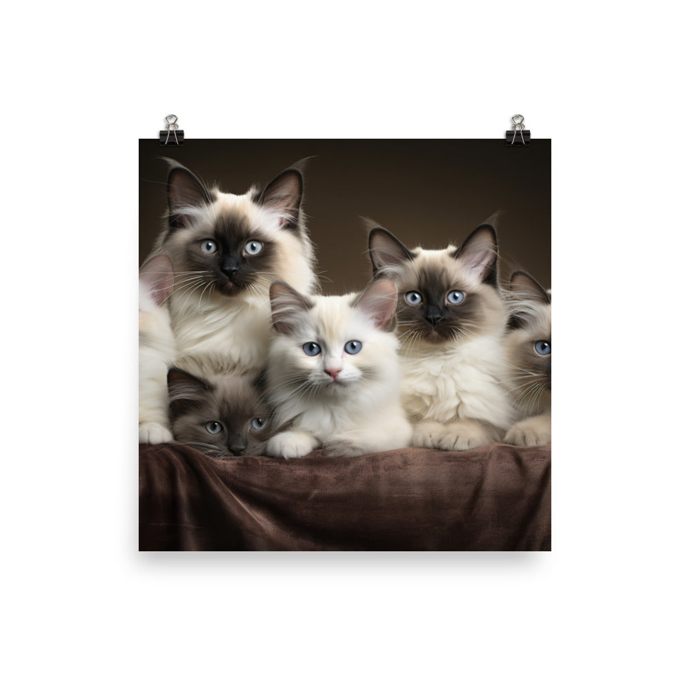 Birman Photo paper poster - PosterfyAI.com