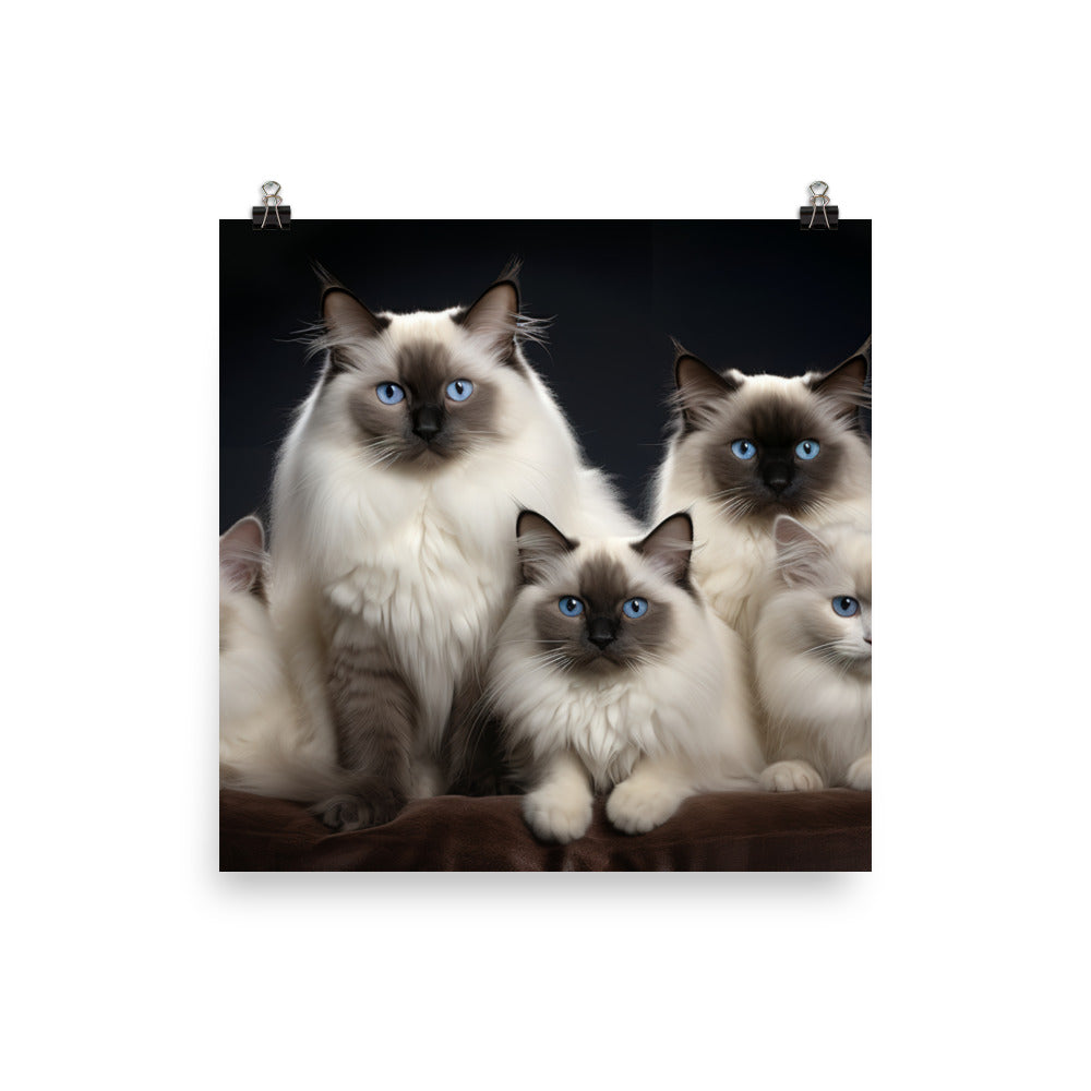 Birman Photo paper poster - PosterfyAI.com