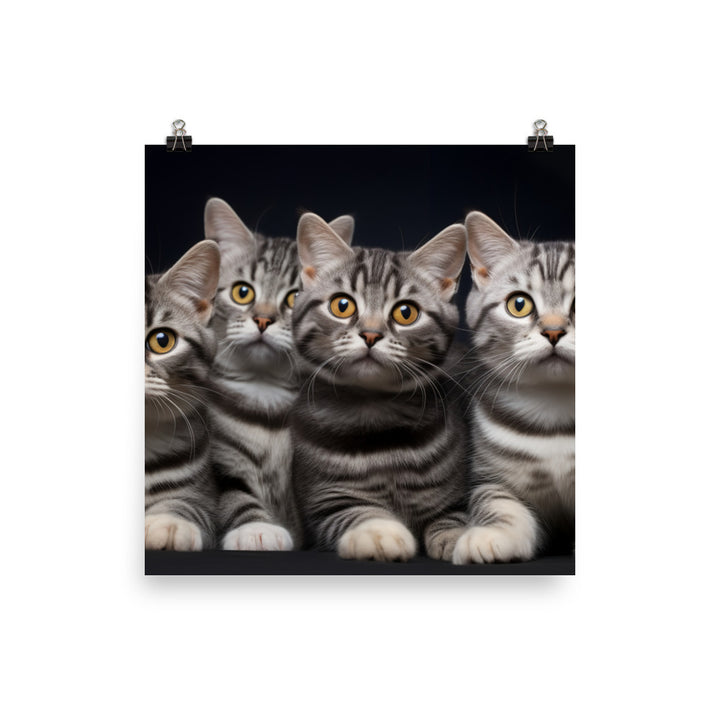 American Shorthair Photo paper poster - PosterfyAI.com