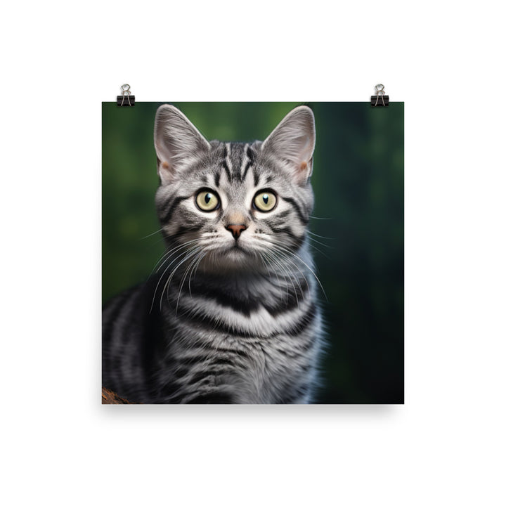 American Shorthair Photo paper poster - PosterfyAI.com