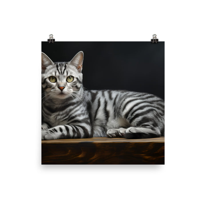 American Shorthair Photo paper poster - PosterfyAI.com