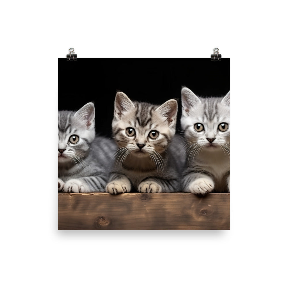 American Shorthair Photo paper poster - PosterfyAI.com