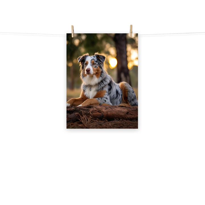 Australian Shepherd Photo paper poster - PosterfyAI.com