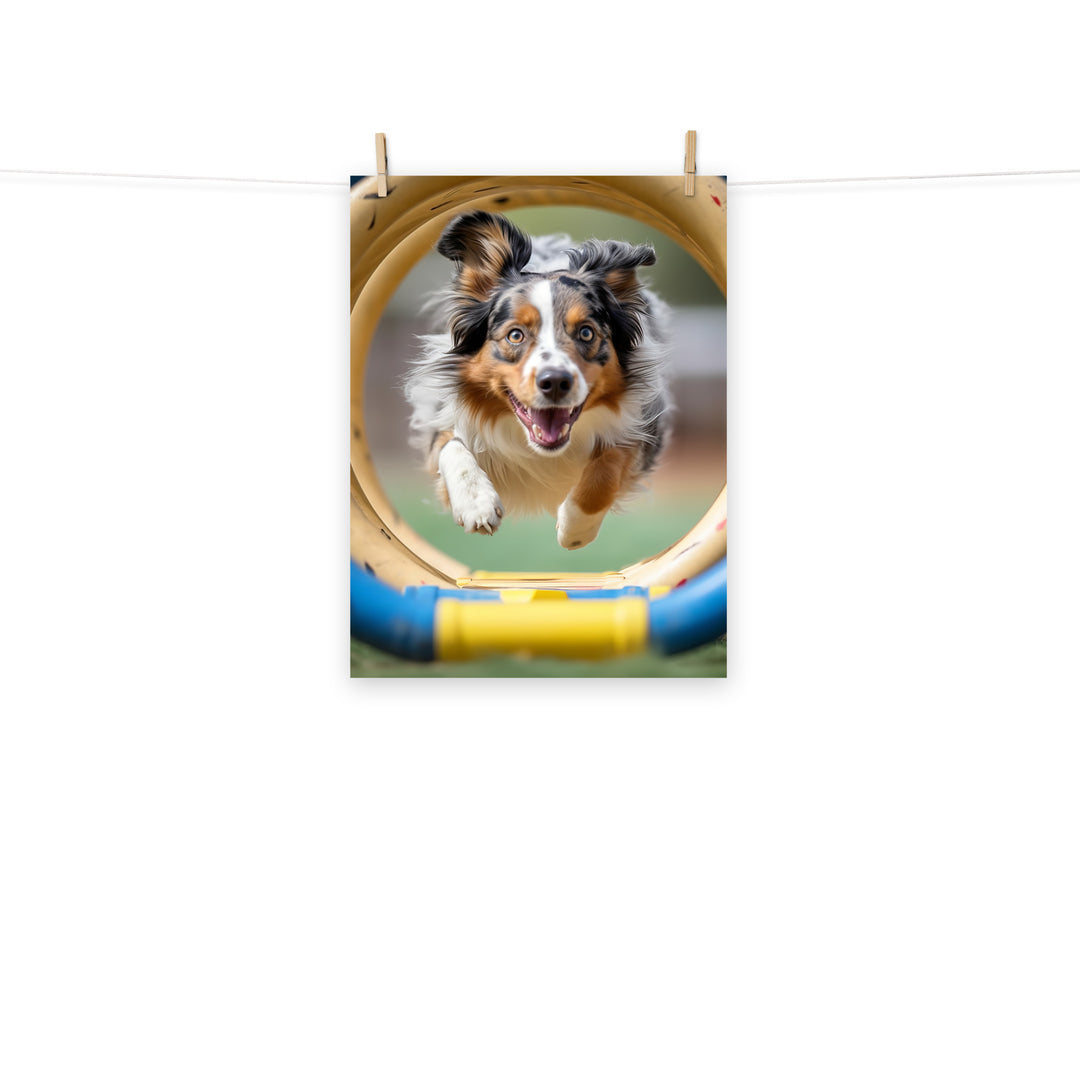 Australian Shepherd Photo paper poster - PosterfyAI.com