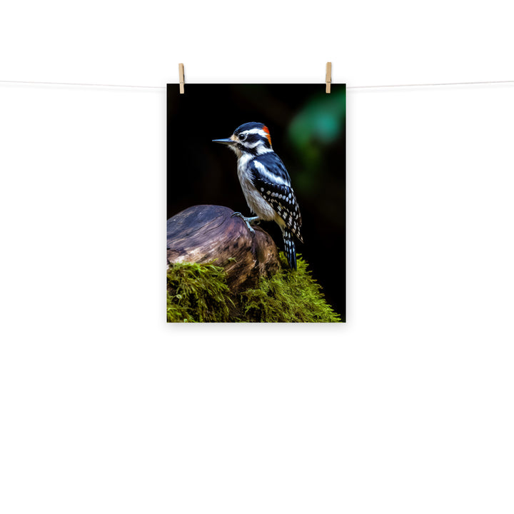 Woodpecker Photo paper poster - PosterfyAI.com
