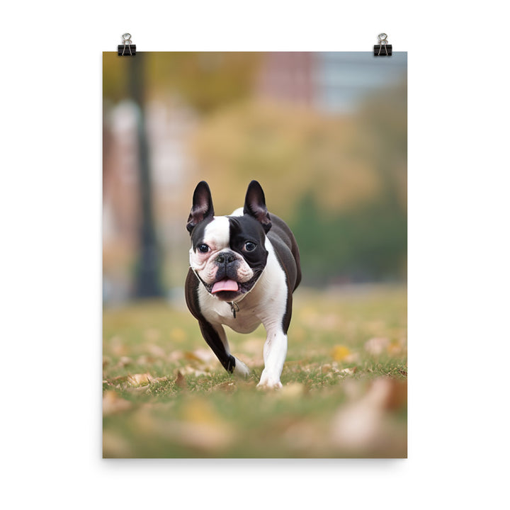 Spunky Boston Terrier in the Park Photo paper poster - PosterfyAI.com