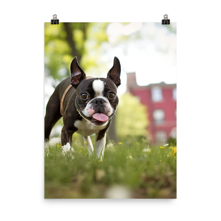 Spunky Boston Terrier in the Park Photo paper poster - PosterfyAI.com