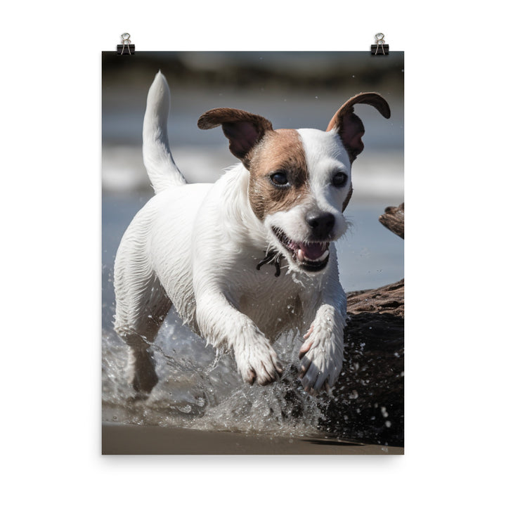 Spirited Jack Russell Terrier at Play Photo paper poster - PosterfyAI.com