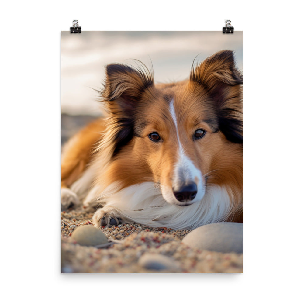 Shetland Sheepdog Relaxing on the Beach Photo paper poster - PosterfyAI.com