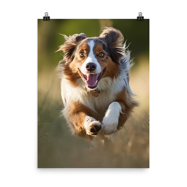 Australian Shepherd Photo paper poster - PosterfyAI.com