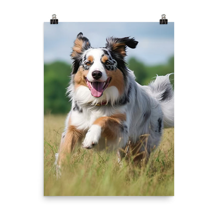 Australian Shepherd Photo paper poster - PosterfyAI.com