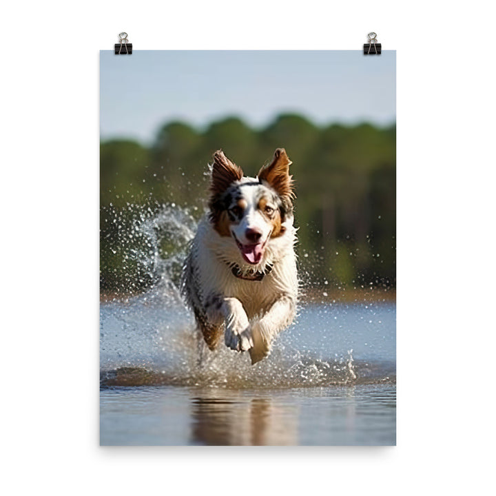Australian Shepherd Photo paper poster - PosterfyAI.com