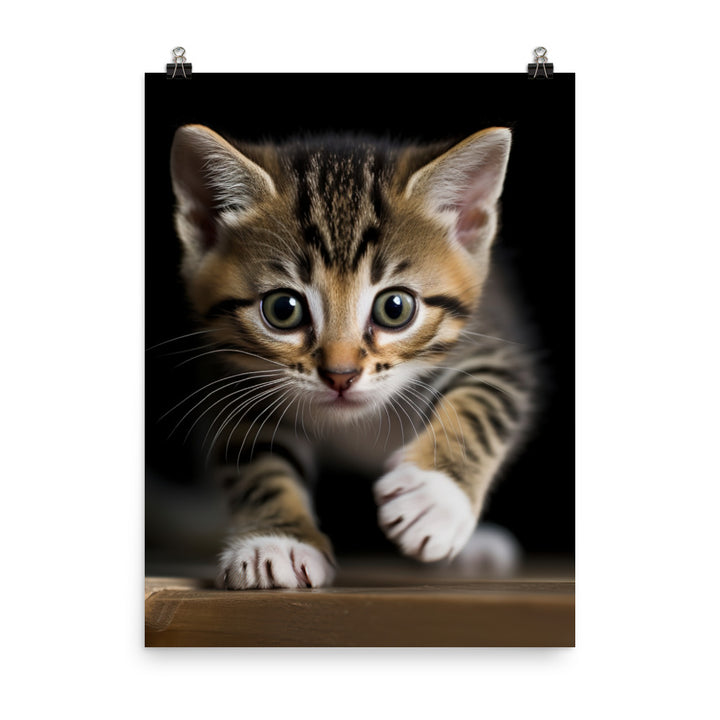 American Shorthair Cat Photo paper poster - PosterfyAI.com