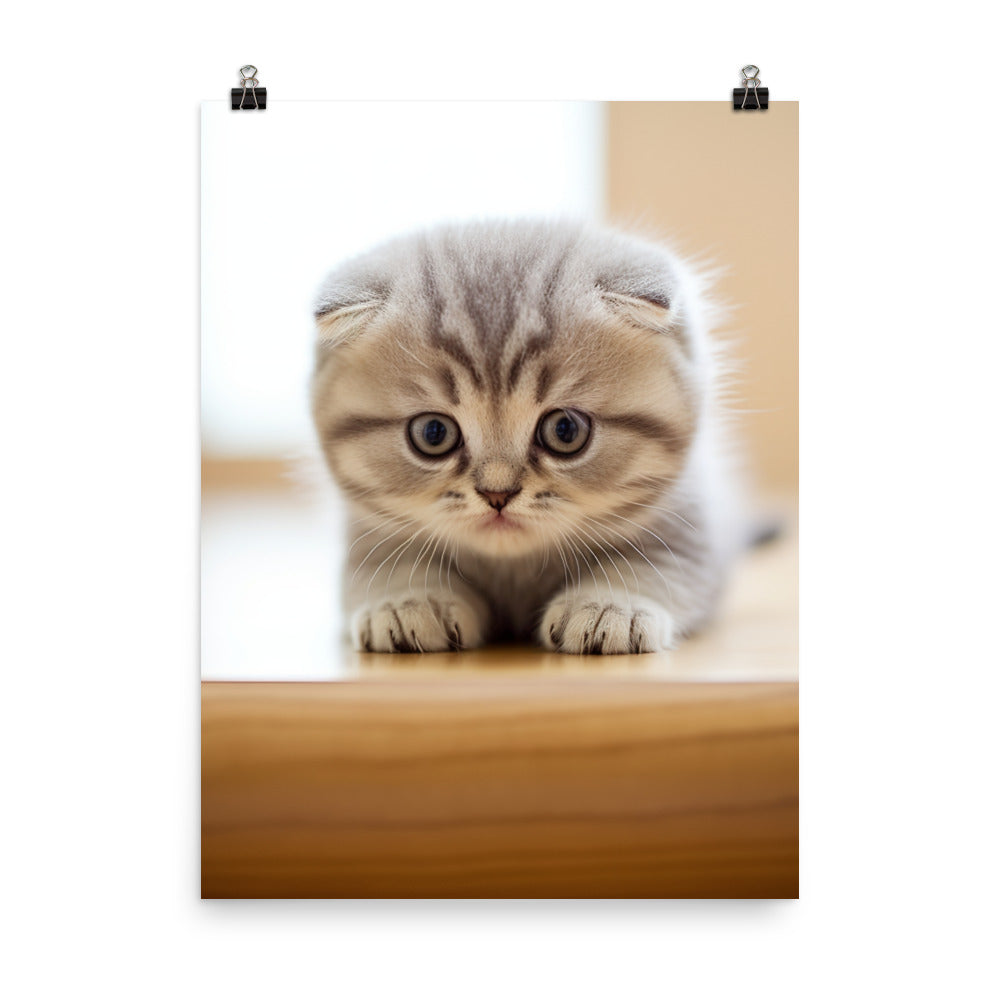 Scottish Fold Kitten Photo paper poster - PosterfyAI.com