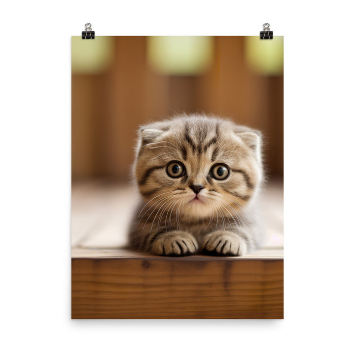Scottish Fold Kitten Photo paper poster - PosterfyAI.com