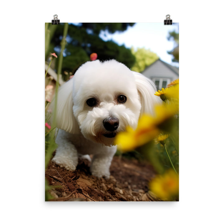 Bichon Frise in a Garden Photo paper poster - PosterfyAI.com