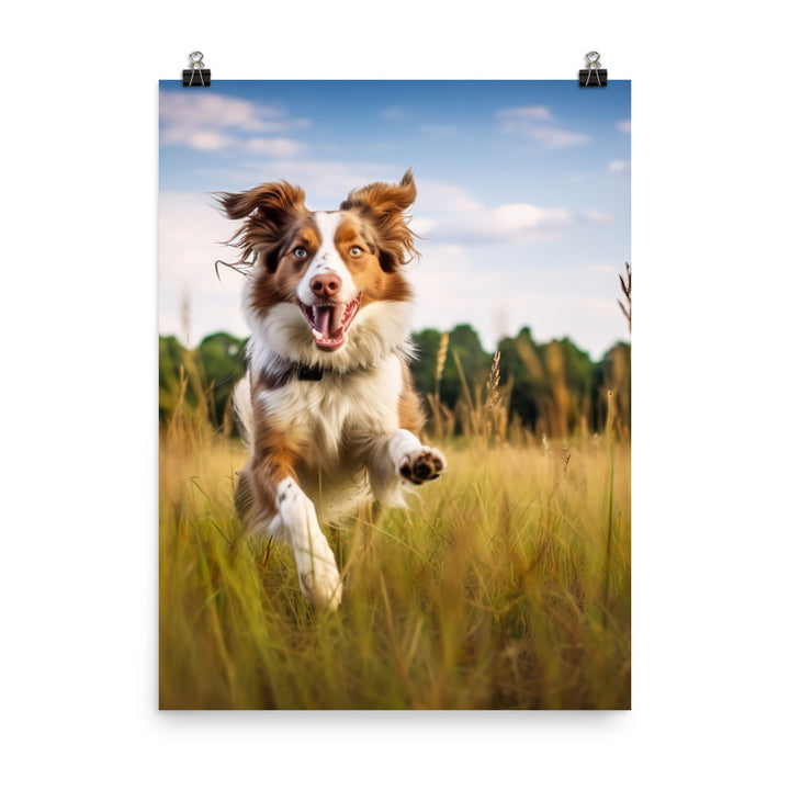 Australian Shepherd in action Photo paper poster - PosterfyAI.com