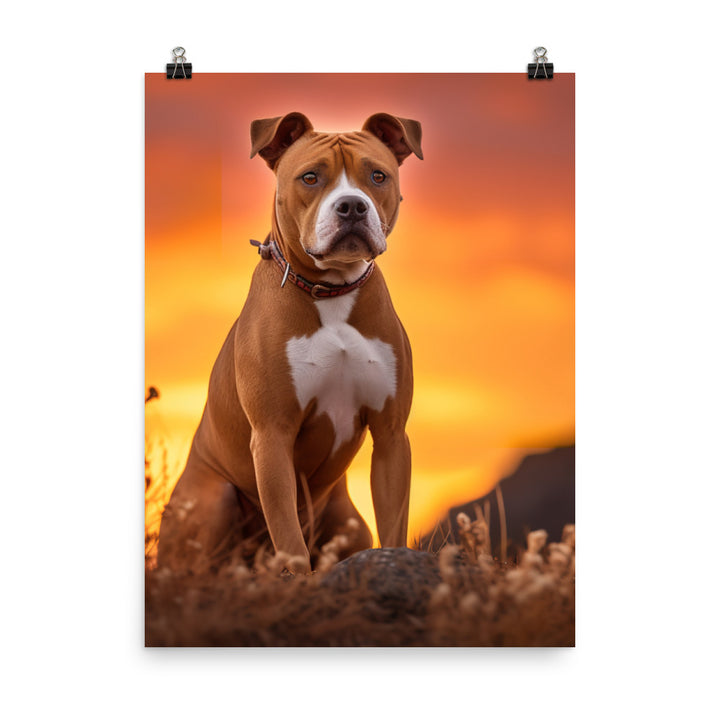 American Staffordshire Terrier at Sunset Photo paper poster - PosterfyAI.com