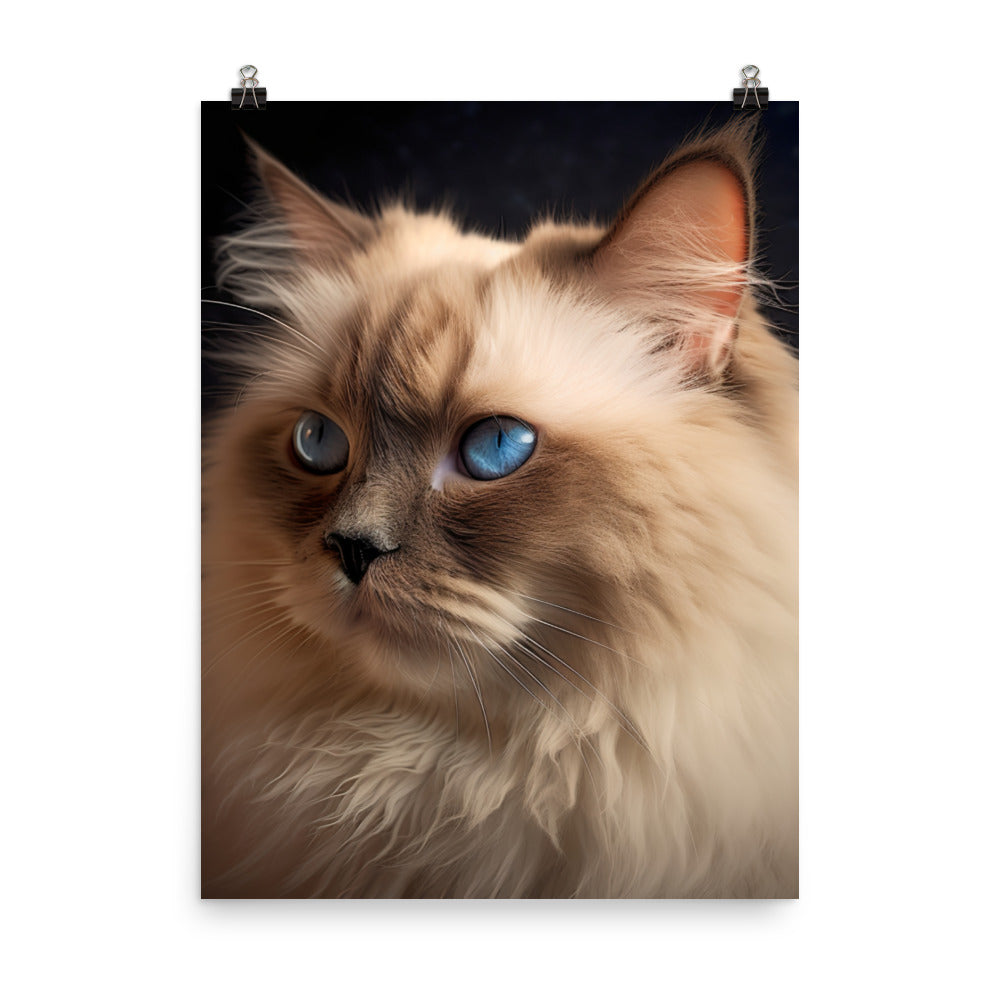 Beauty of Himalayan Cat Photo paper poster - PosterfyAI.com