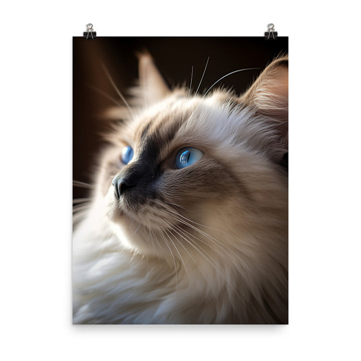 Birman Cat Photo paper poster - PosterfyAI.com