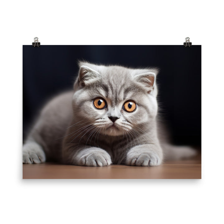 Scottish Fold Photo paper poster - PosterfyAI.com