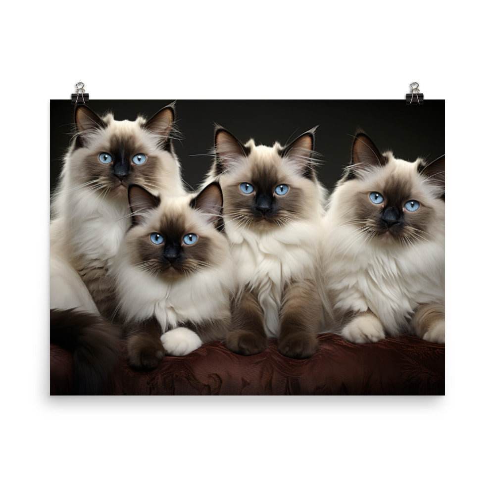 Birman Photo paper poster - PosterfyAI.com