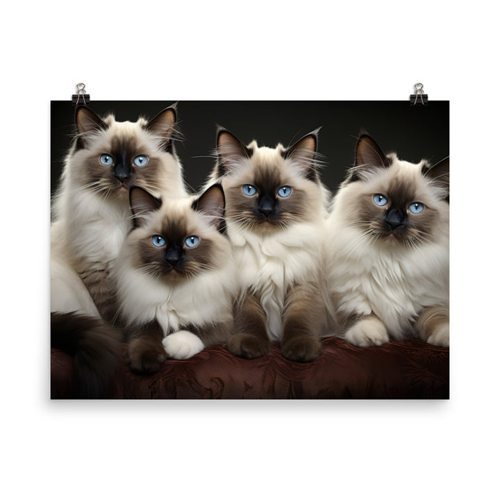 Birman Photo paper poster - PosterfyAI.com