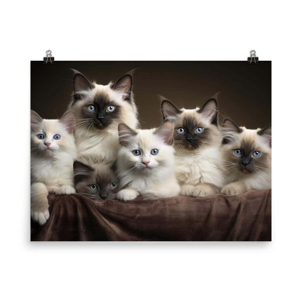 Birman Photo paper poster - PosterfyAI.com