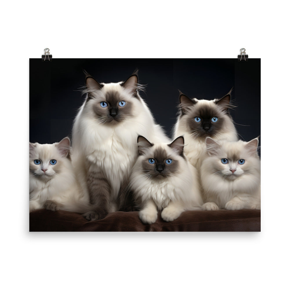 Birman Photo paper poster - PosterfyAI.com
