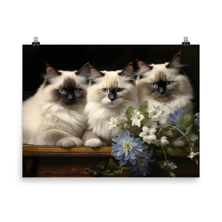 Birman Photo paper poster - PosterfyAI.com