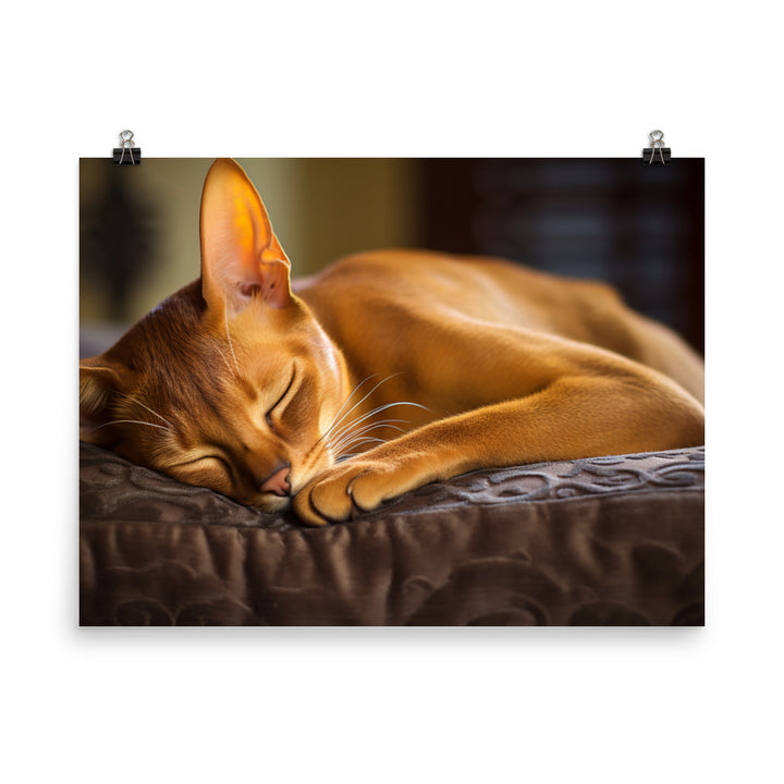 Abyssinian Photo paper poster - PosterfyAI.com