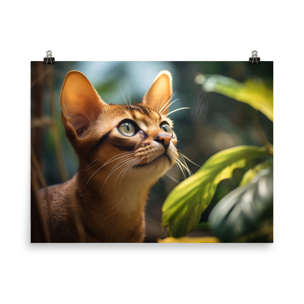 Abyssinian Photo paper poster - PosterfyAI.com
