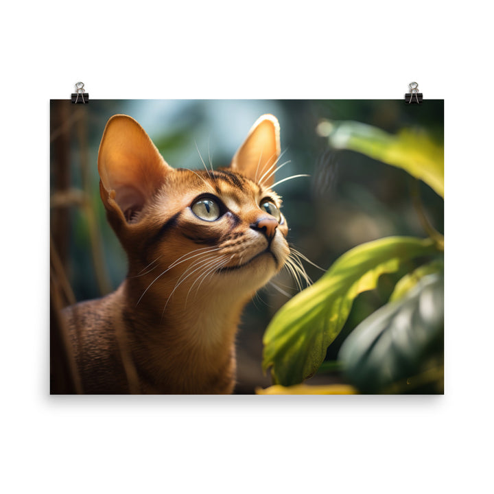 Abyssinian Photo paper poster - PosterfyAI.com