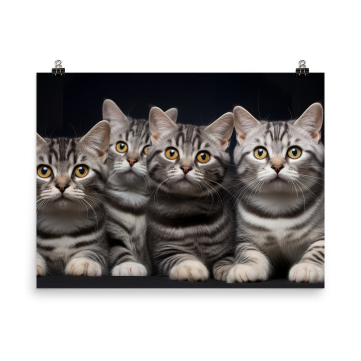 American Shorthair Photo paper poster - PosterfyAI.com