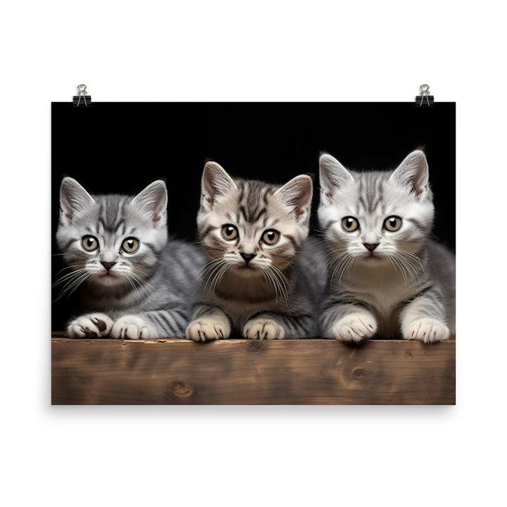 American Shorthair Photo paper poster - PosterfyAI.com