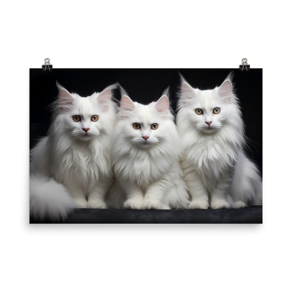 Turkish Angora Photo paper poster - PosterfyAI.com