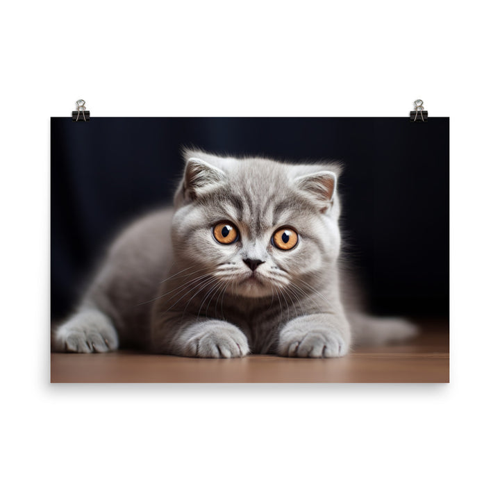 Scottish Fold Photo paper poster - PosterfyAI.com
