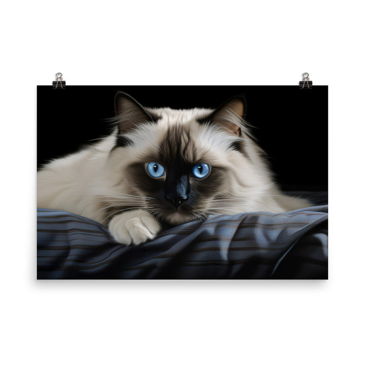 Birman Photo paper poster - PosterfyAI.com