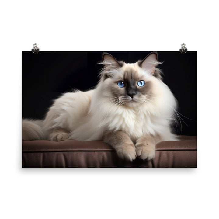 Birman Photo paper poster - PosterfyAI.com