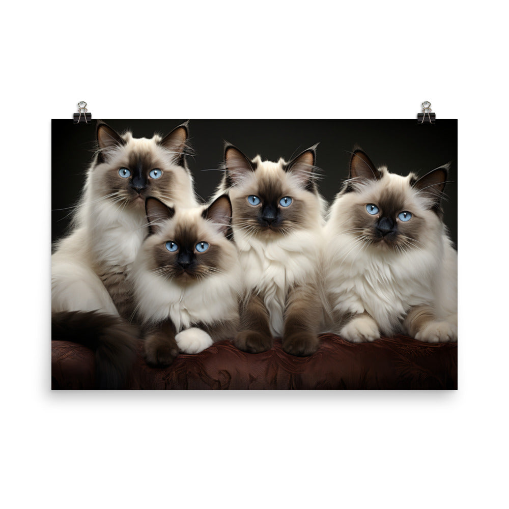 Birman Photo paper poster - PosterfyAI.com