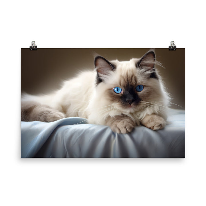 Birman Photo paper poster - PosterfyAI.com