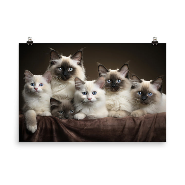 Birman Photo paper poster - PosterfyAI.com