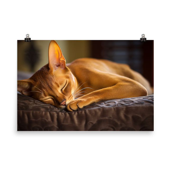 Abyssinian Photo paper poster - PosterfyAI.com