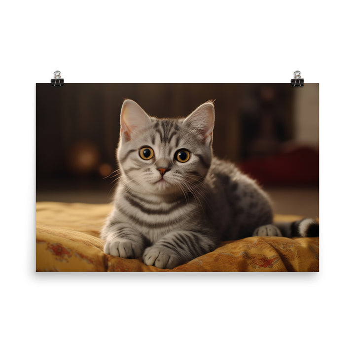 American Shorthair Photo paper poster - PosterfyAI.com