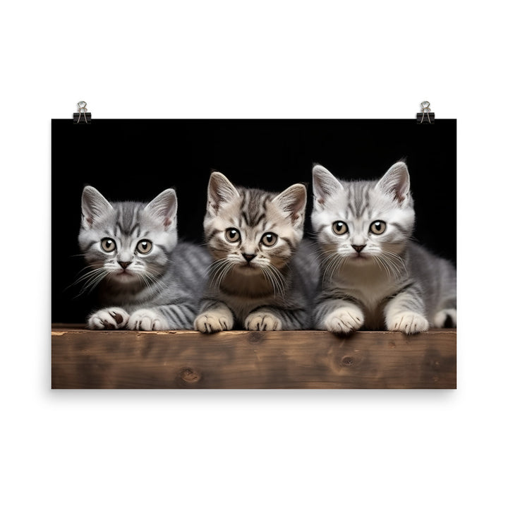 American Shorthair Photo paper poster - PosterfyAI.com