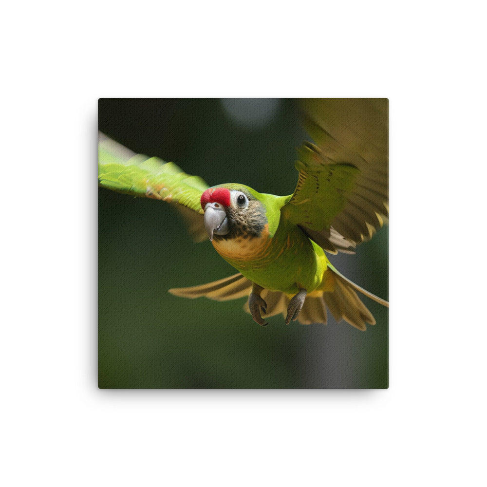 A Conure in mid flight  canvas - Posterfy.AI