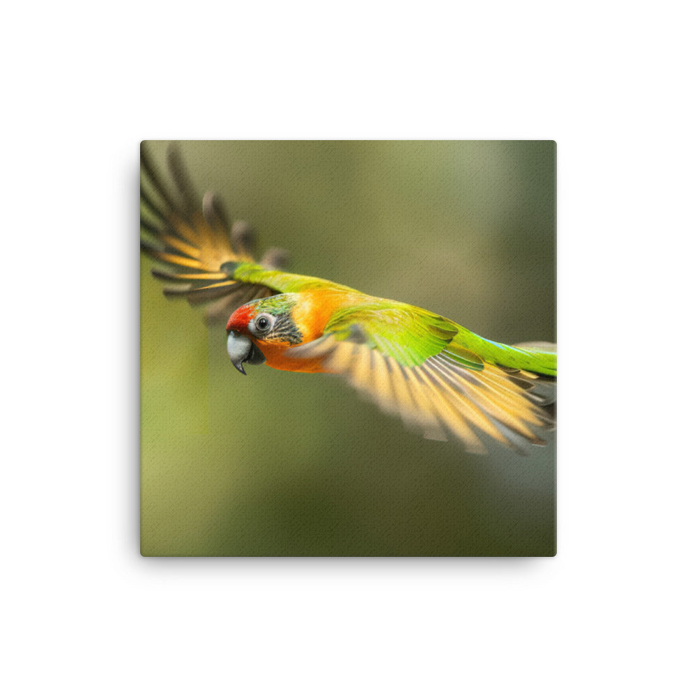 A Conure in mid flight Canvas - PosterfyAI.com