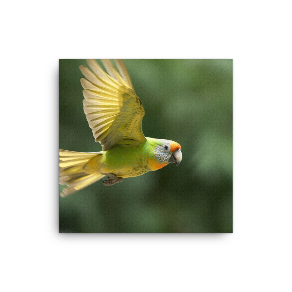 A Conure in mid flight Canvas - PosterfyAI.com