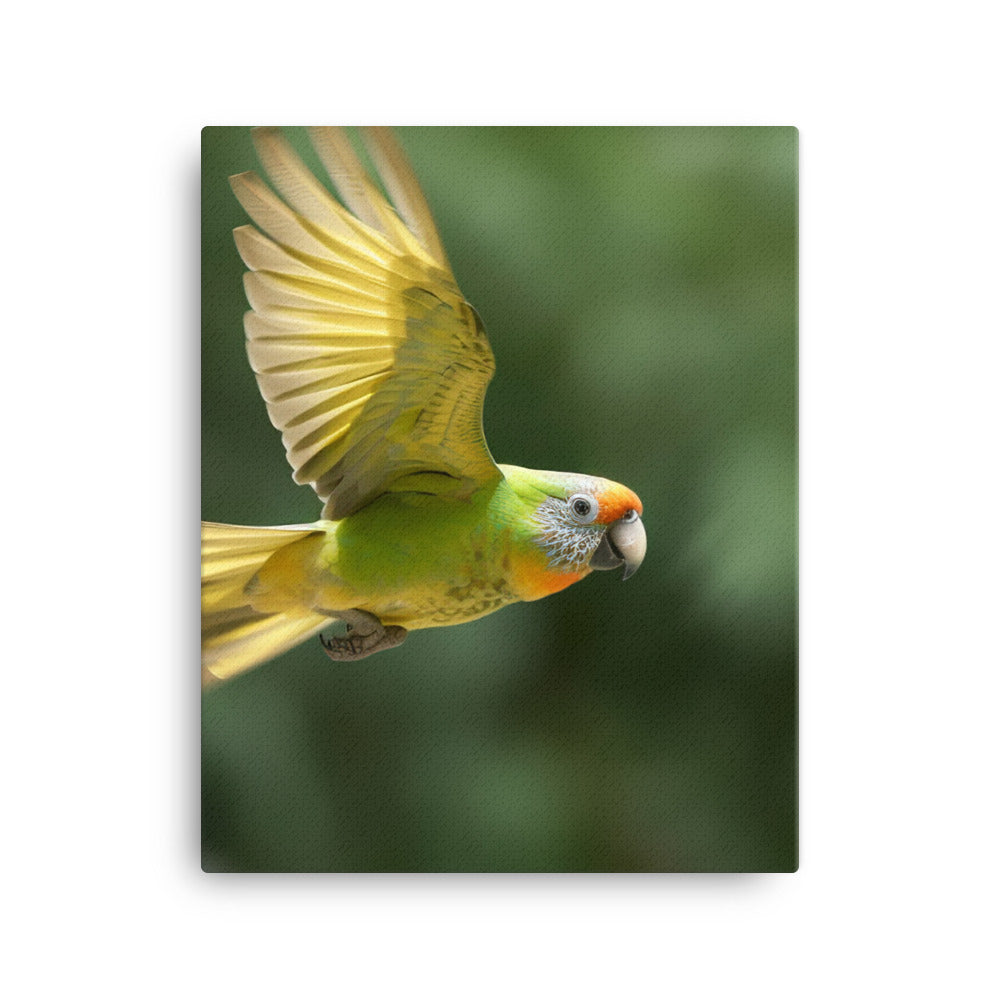A Conure in mid flight Canvas - PosterfyAI.com